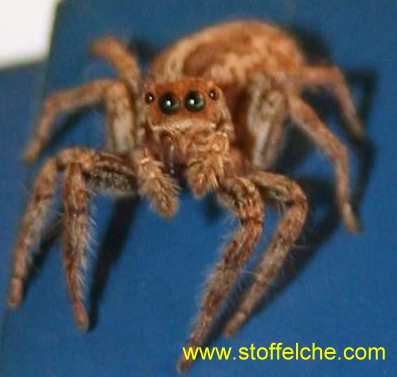 Spinne